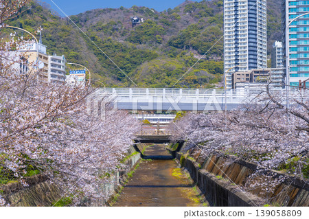 新神戶站前生田川沿岸的櫻花美景 新神戶站前生田川沿岸的櫻花美景 139058809