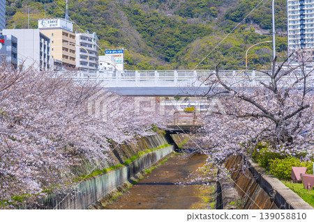 新神戶站前生田川沿岸的櫻花美景 139058810