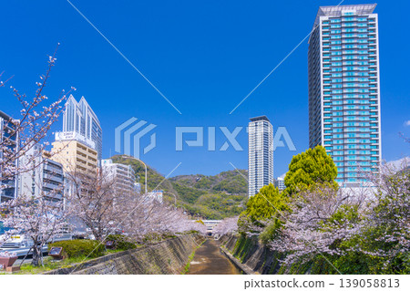 新神戶站前生田川沿岸的櫻花美景 新神戶站前生田川沿岸的櫻花美景 139058813