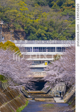 新神戶站前生田川沿岸的櫻花美景 139058820