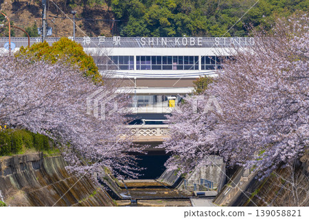 新神戶站前生田川沿岸的櫻花美景 139058821