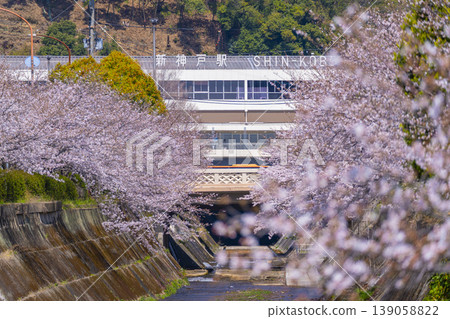新神戶站前生田川沿岸的櫻花美景 139058822
