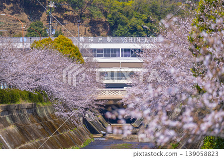 新神戶站前生田川沿岸的櫻花美景 139058823