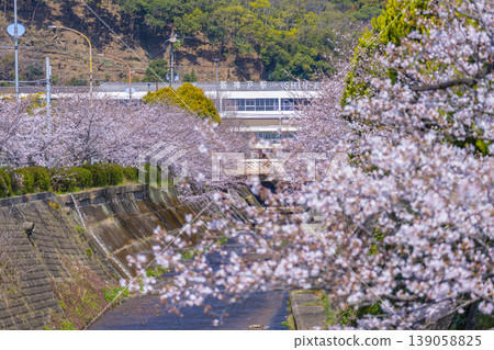 Cherry blossom scenery along the Ikuta River in front of Shin-Kobe Station Cherry blossom scenery along the Ikuta River in front of Shin-Kobe Station 139058825