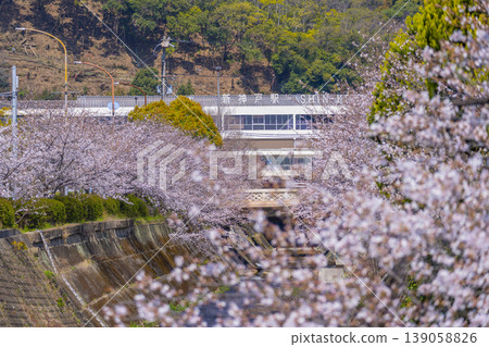 新神戶站前生田川沿岸的櫻花美景 139058826