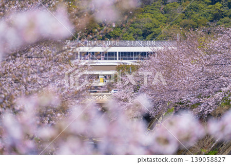 Cherry blossom scenery along the Ikuta River in front of Shin-Kobe Station Cherry blossom scenery along the Ikuta River in front of Shin-Kobe Station 139058827