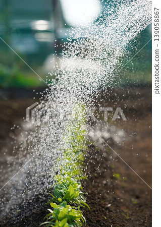 New shoots getting thoroughly soaked in water from a watering can New shoots getting thoroughly soaked in water from a watering can 139058867