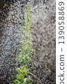 The image shows watering new shoots to encourage growth. 139058869