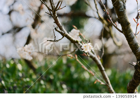 Cherry Blossoms	 139058914