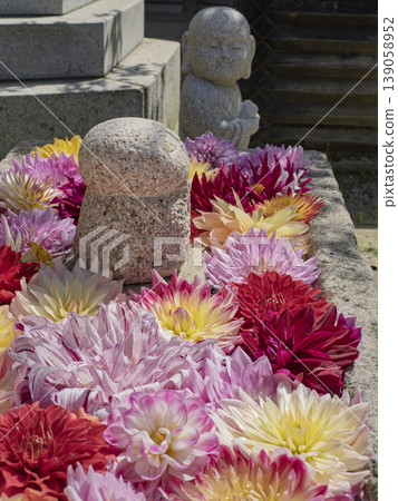 The kind-hearted Jizo statue of Okadera Temple dozes amidst a sea of flowers. The kind-hearted Jizo statue of Okadera Temple dozes amidst a sea of flowers. 139058952