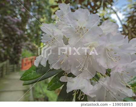 White rhododendrons beckon you along a walking path bathed in crimson light in early summer. White rhododendrons beckon you along a walking path bathed in crimson light in early summer. 139058953