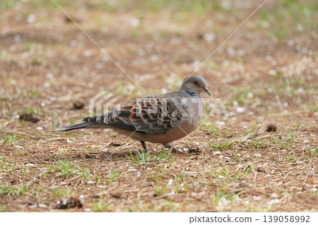Kijibat walking on the ground 139058992