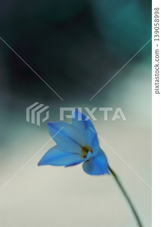 藍色Hananilla 139058998
