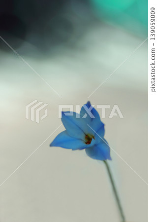 藍色Hananilla 藍色Hananilla 139059009