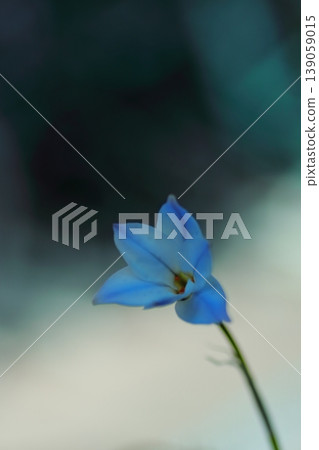 藍色Hananyla花 藍色Hananyla花 139059015