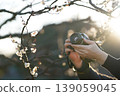 A close-up of hands and camera photographing plum blossoms, bathed in the soft light of spring. 139059045