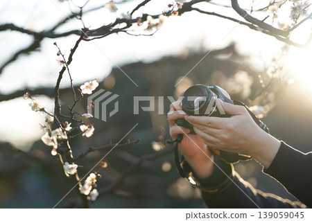 A close-up of hands and camera photographing plum blossoms, bathed in the soft light of spring. A close-up of hands and camera photographing plum blossoms, bathed in the soft light of spring. 139059045