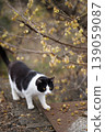 A peaceful moment with winter jasmine and a cat. A gentle scene transitioning from winter to spring. 139059087