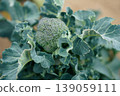 Broccoli grown in a field | Image of a healthy food 139059111