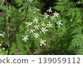 沙克蒂 139059112