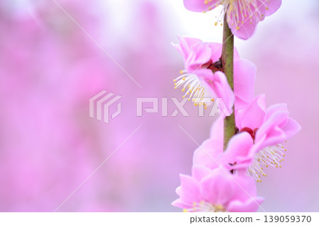 歡迎來到春天 歡迎來到春天 139059370