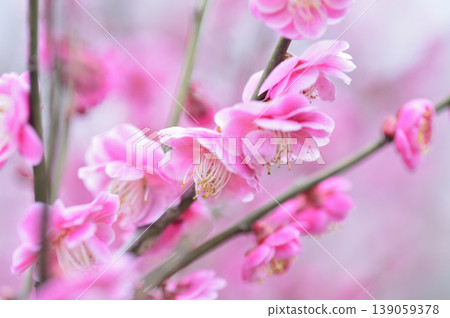 歡迎來到春天 歡迎來到春天 139059378