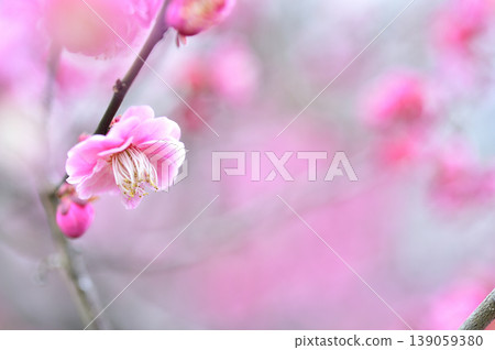 歡迎來到春天 歡迎來到春天 139059380
