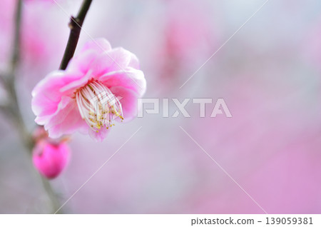 歡迎來到春天 歡迎來到春天 139059381