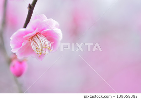 Welcome to spring Welcome to spring 139059382