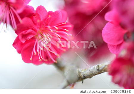 Welcome to spring 139059388