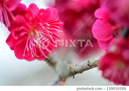 歡迎來到春天 歡迎來到春天 139059389
