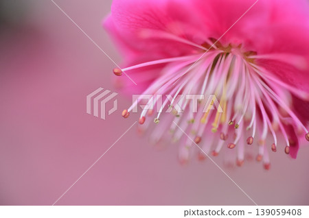 Welcome to spring Welcome to spring 139059408