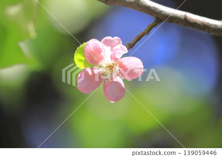 Pink quince blossoms 139059446