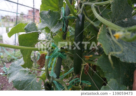 cucumber cucumber 139059473