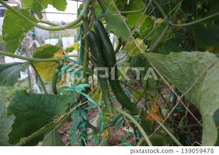 cucumber cucumber 139059478
