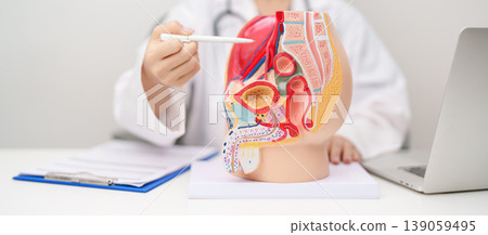 Doctor with Male Reproductive System anatomy model. Male consultation, Prostate Cancer, Enlarged prostate, Prostatitis disease, Male Infertility, Erectile dysfunction, Penis and Male genital disorder Doctor with Male Reproductive System anatomy model. Male consultation, Prostate Cancer, Enlarged prostate, Prostatitis disease, Male Infertility, Erectile dysfunction, Penis and Male genital disorder 139059495