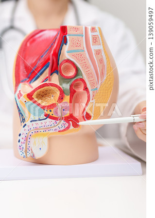 Doctor with Male Reproductive System anatomy model. Male consultation, Prostate Cancer, Enlarged prostate, Prostatitis disease, Male Infertility, Erectile dysfunction, Penis and Male genital disorder Doctor with Male Reproductive System anatomy model. Male consultation, Prostate Cancer, Enlarged prostate, Prostatitis disease, Male Infertility, Erectile dysfunction, Penis and Male genital disorder 139059497