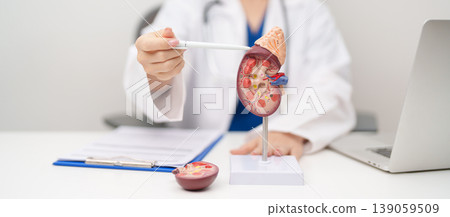 Doctor with Kidney Adrenal gland anatomy model. disease of Urinary system and Stones, Cancer, world kidney day, Chronic kidney, Urology, Nephritis, Renal, Transplant and health concept Doctor with Kidney Adrenal gland anatomy model. disease of Urinary system and Stones, Cancer, world kidney day, Chronic kidney, Urology, Nephritis, Renal, Transplant and health concept 139059509
