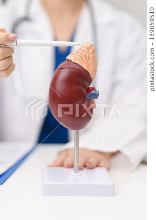 Doctor with Kidney Adrenal gland anatomy model. disease of Urinary system and Stones, Cancer, world kidney day, Chronic kidney, Urology, Nephritis, Renal, Transplant and health concept Doctor with Kidney Adrenal gland anatomy model. disease of Urinary system and Stones, Cancer, world kidney day, Chronic kidney, Urology, Nephritis, Renal, Transplant and health concept 139059510