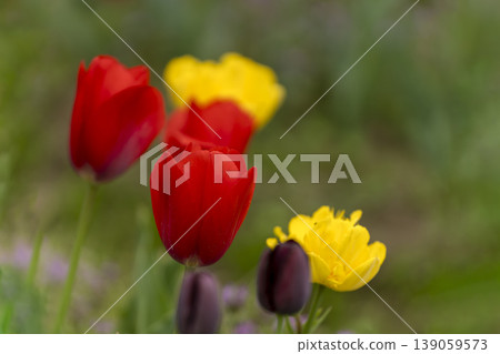 關閉鬱金香花 139059573