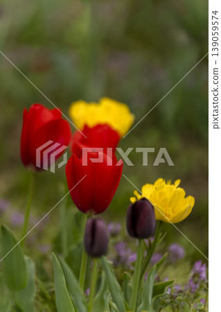 關閉鬱金香花 關閉鬱金香花 139059574