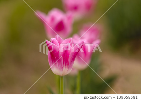 Close up of tulip flowers Close up of tulip flowers 139059581