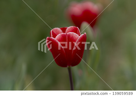 關閉鬱金香花 關閉鬱金香花 139059589