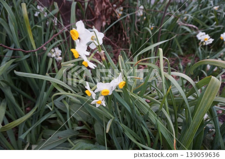 Narcissus Narcissus 139059636