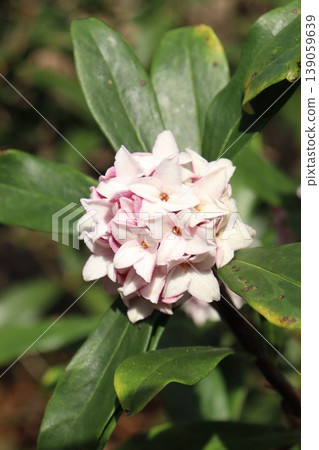 可愛的達芙妮 139059639