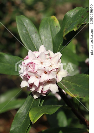 可愛的達芙妮 可愛的達芙妮 139059640