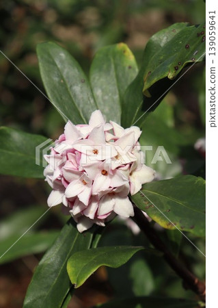 Cute Daphne Cute Daphne 139059641