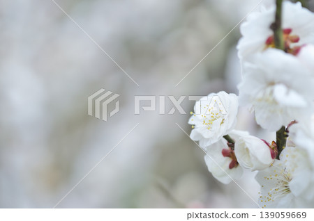 春天來了 春天來了 139059669