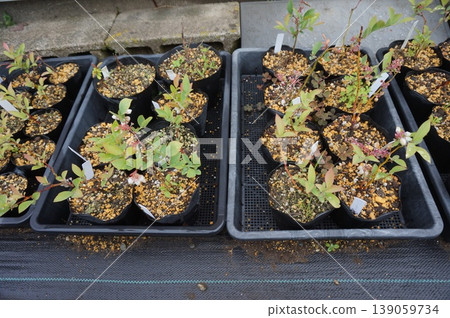 blueberry cuttings blueberry cuttings 139059734