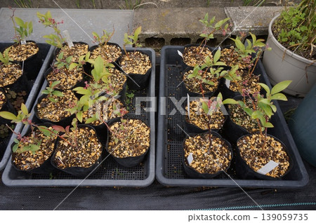 blueberry cuttings blueberry cuttings 139059735